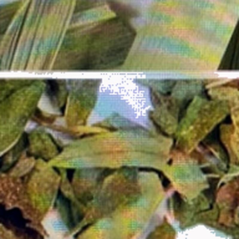 Chamomile Le'mint